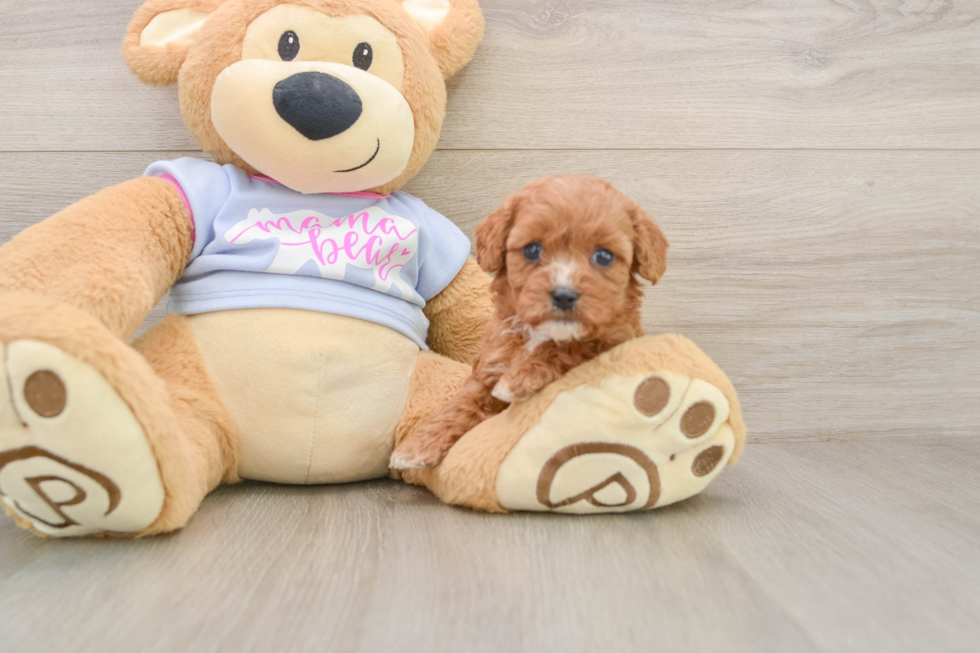 Funny Cavapoo Poodle Mix Pup