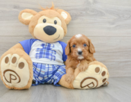 7 week old Cavapoo Puppy For Sale - Seaside Pups