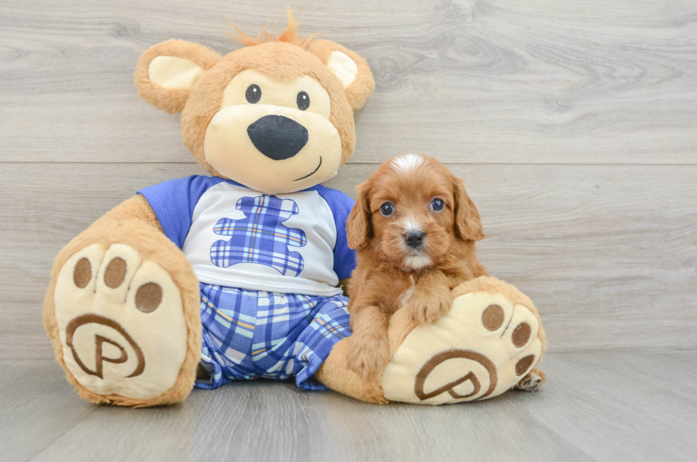 8 week old Cavapoo Puppy For Sale - Seaside Pups