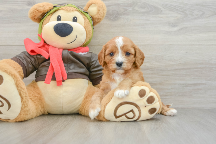 Popular Cavapoo Poodle Mix Pup