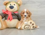 8 week old Cavapoo Puppy For Sale - Seaside Pups