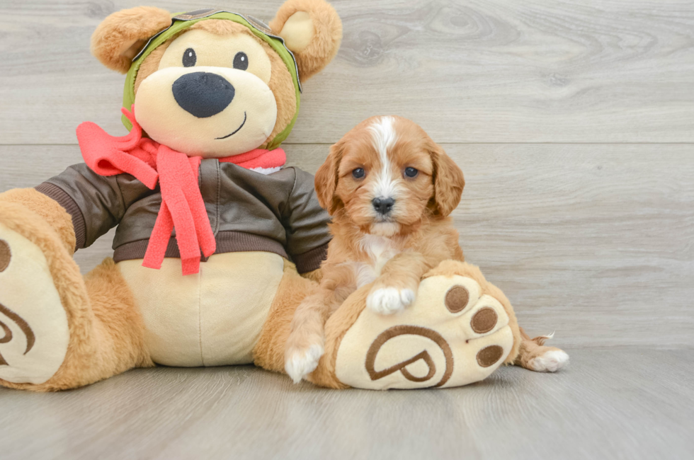 6 week old Cavapoo Puppy For Sale - Seaside Pups