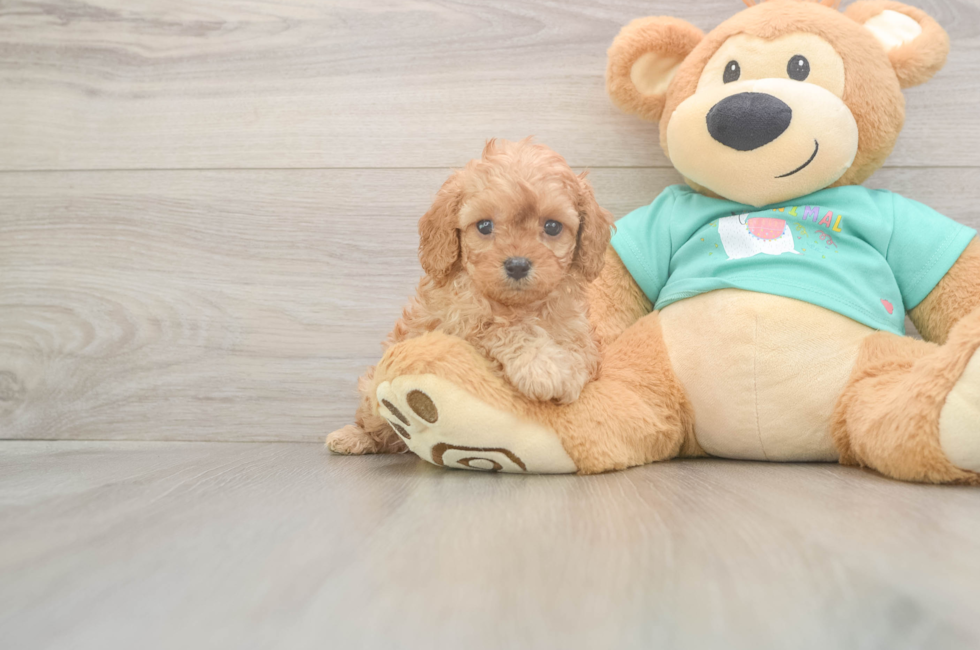 5 week old Cavapoo Puppy For Sale - Seaside Pups