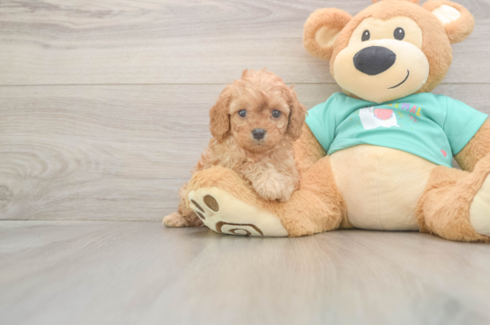 5 week old Cavapoo Puppy For Sale - Seaside Pups Best Cavapoo Baby