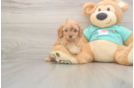 Meet Kellen - our Cavapoo Puppy Photo  1/3 - Seaside Pups Best Cavapoo Baby