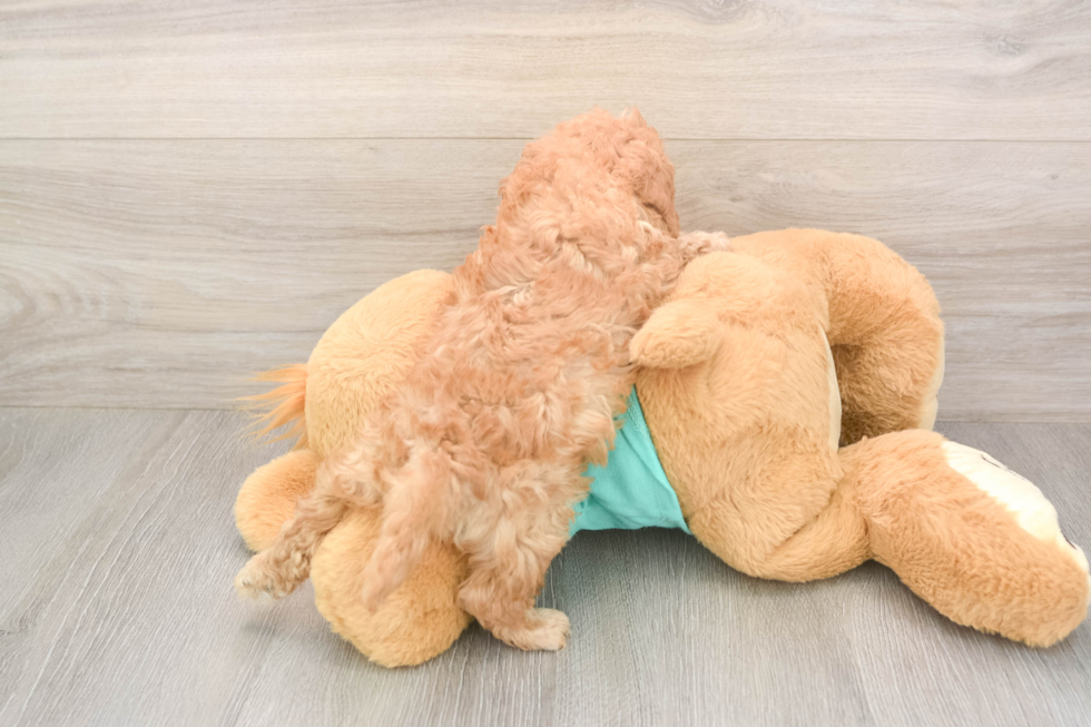 Meet Kellen - our Cavapoo Puppy Photo  3/3 - Seaside Pups Hypoallergenic Cavadoodle Poodle Mix Puppy