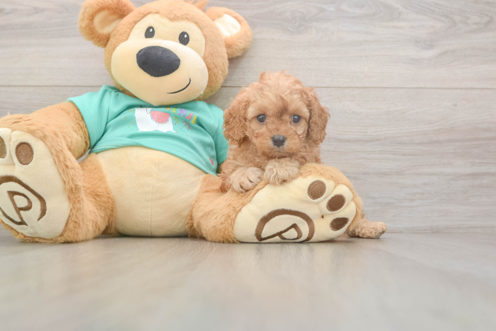 Meet Kellen - our Cavapoo Puppy Photo  2/3 - Seaside Pups Cavapoo Puppy for Adoption