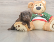 7 week old Cavapoo Puppy For Sale - Seaside Pups