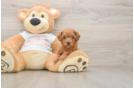 Cavapoo Puppy for Adoption