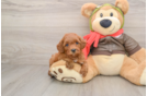 Cavapoo Puppy for Adoption