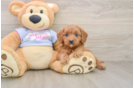 Hypoallergenic Cavadoodle Poodle Mix Puppy