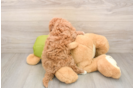 Hypoallergenic Cavadoodle Poodle Mix Puppy