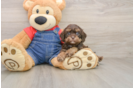 Best Cavapoo Baby