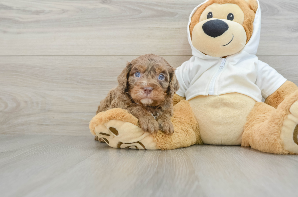 5 week old Cavapoo Puppy For Sale - Seaside Pups