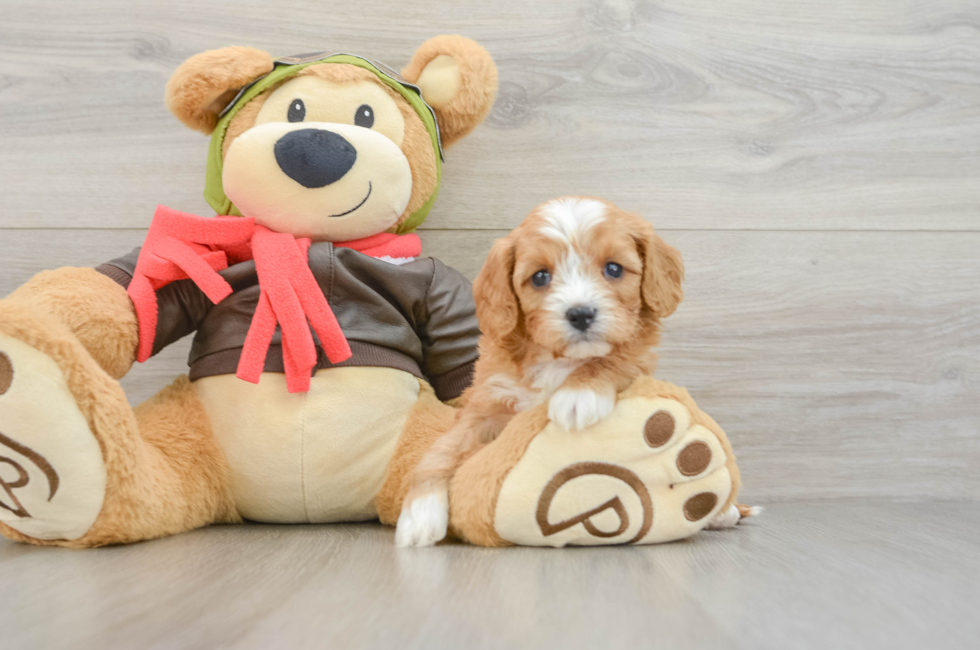 6 week old Cavapoo Puppy For Sale - Seaside Pups