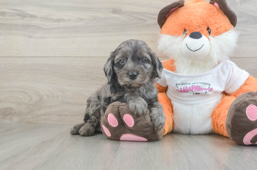 5 week old Cavapoo Puppy For Sale - Seaside Pups