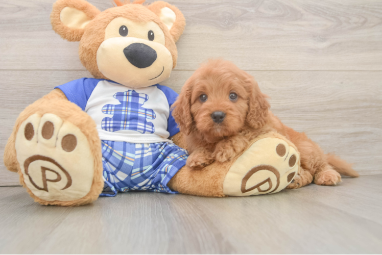 Funny Cavapoo Poodle Mix Pup