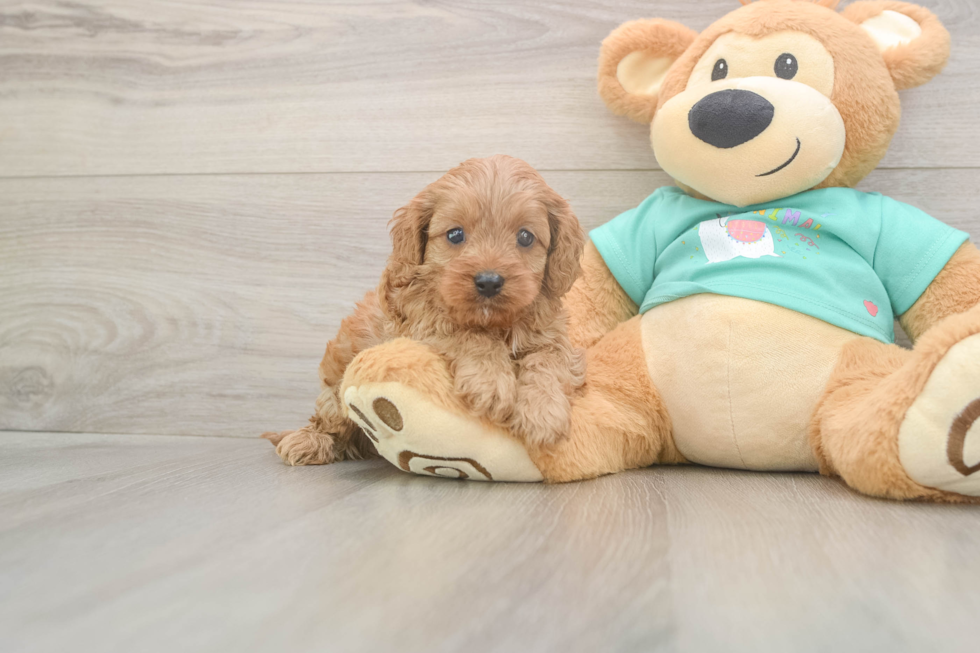 Meet Kenobi - our Cavapoo Puppy Photo  2/3 - Seaside Pups Adorable Cavalier King Charles Spaniel and Poodle Mix Poodle Mix Puppy