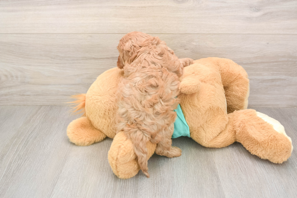 Meet Kenobi - our Cavapoo Puppy Photo  3/3 - Seaside Pups Cavapoo Pup Being Cute