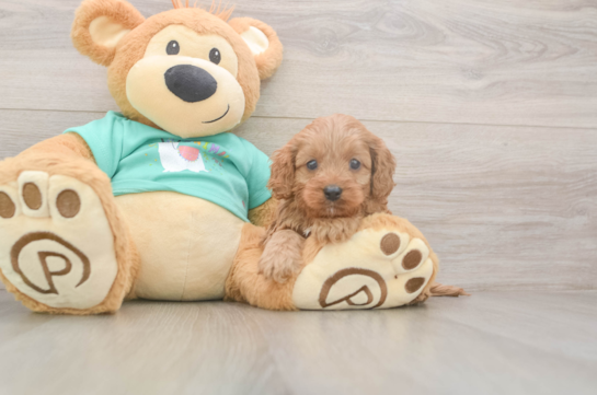 5 week old Cavapoo Puppy For Sale - Seaside Pups Cavapoo Puppy for Adoption