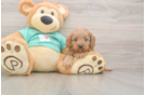 Meet Kenobi - our Cavapoo Puppy Photo  1/3 - Seaside Pups Cavapoo Puppy for Adoption