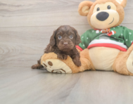 7 week old Cavapoo Puppy For Sale - Seaside Pups