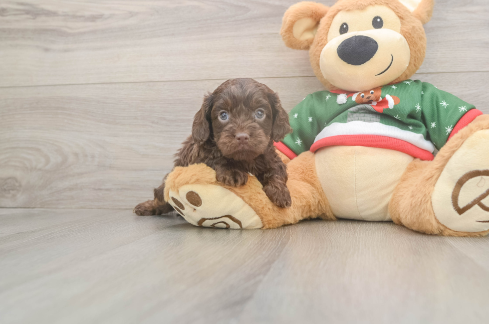 5 week old Cavapoo Puppy For Sale - Seaside Pups
