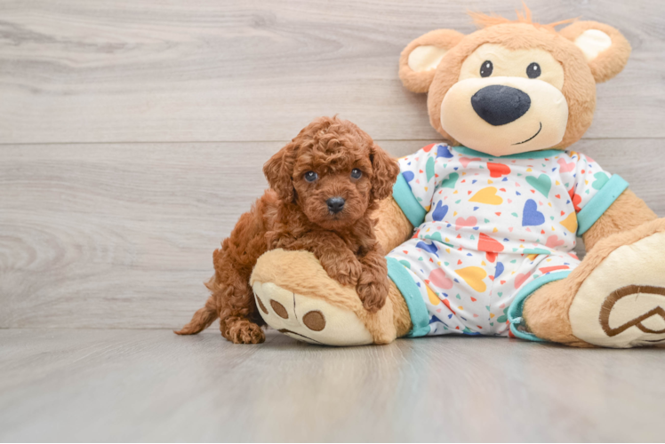 Funny Cavapoo Poodle Mix Pup