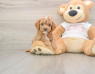 7 week old Cavapoo Puppy For Sale - Seaside Pups