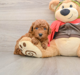 7 week old Cavapoo Puppy For Sale - Seaside Pups