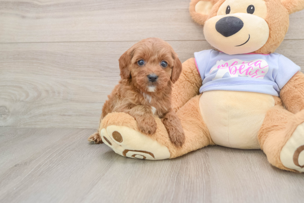 Sweet Cavapoo Baby