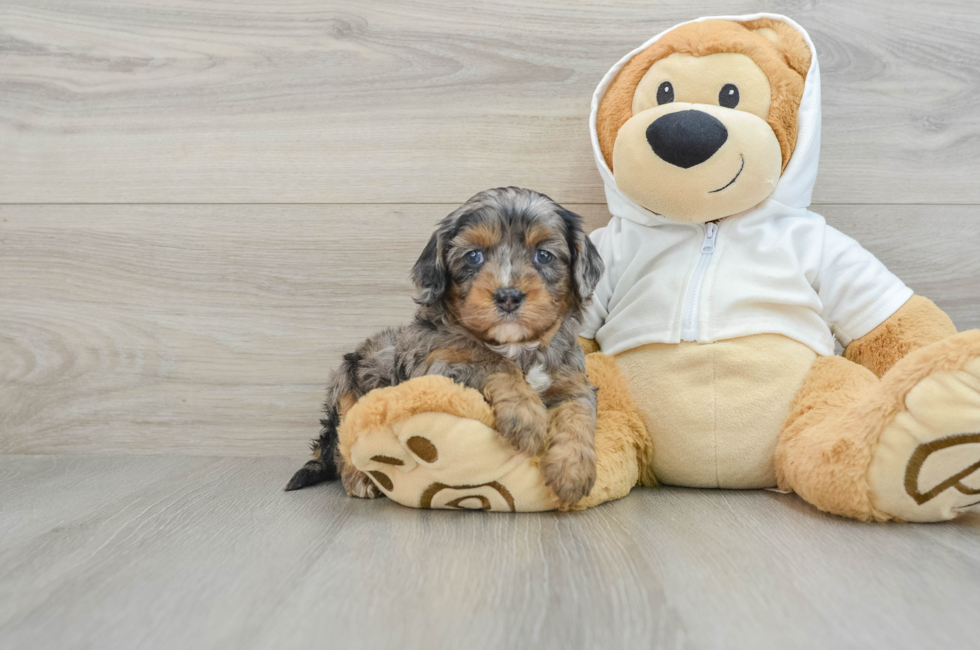 5 week old Cavapoo Puppy For Sale - Seaside Pups