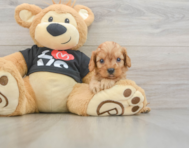 7 week old Cavapoo Puppy For Sale - Seaside Pups