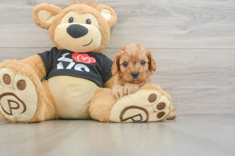 6 week old Cavapoo Puppy For Sale - Seaside Pups