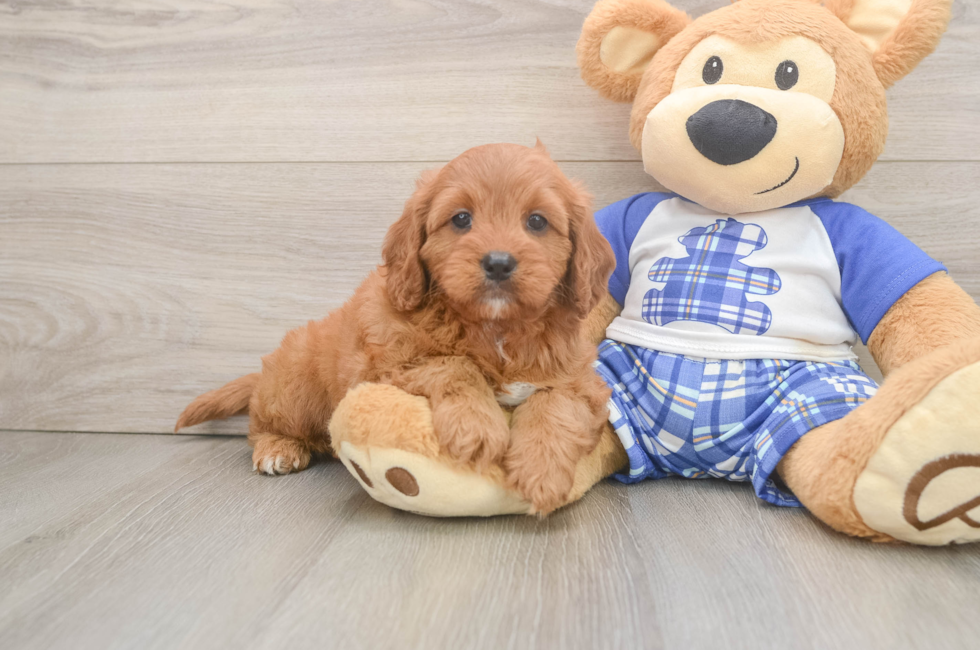 5 week old Cavapoo Puppy For Sale - Seaside Pups