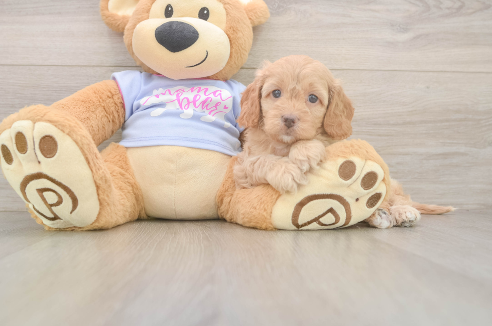 5 week old Cavapoo Puppy For Sale - Seaside Pups