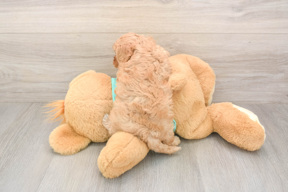 Meet Kenzie - our Cavapoo Puppy Photo  3/3 - Seaside Pups Happy Cavapoo Baby