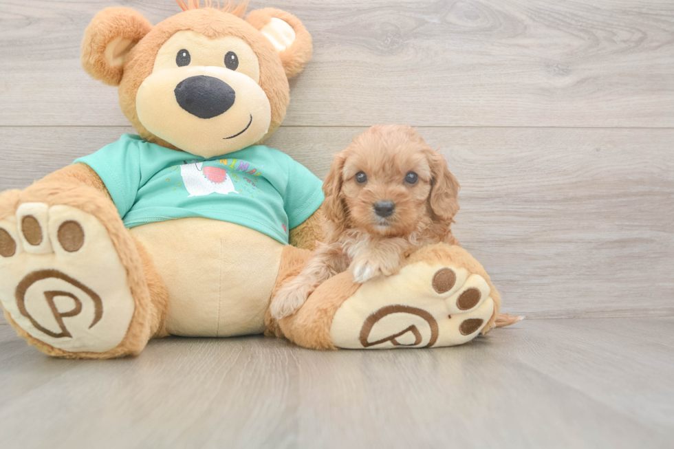 Meet Kenzie - our Cavapoo Puppy Photo  2/3 - Seaside Pups Cute Cavapoo Baby