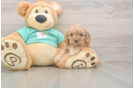 Meet Kenzie - our Cavapoo Puppy Photo  2/3 - Seaside Pups Cute Cavapoo Baby