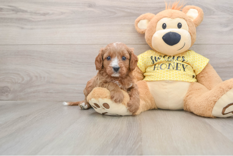 Cavapoo Pup Being Cute