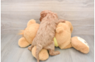 Cavapoo Puppy for Adoption