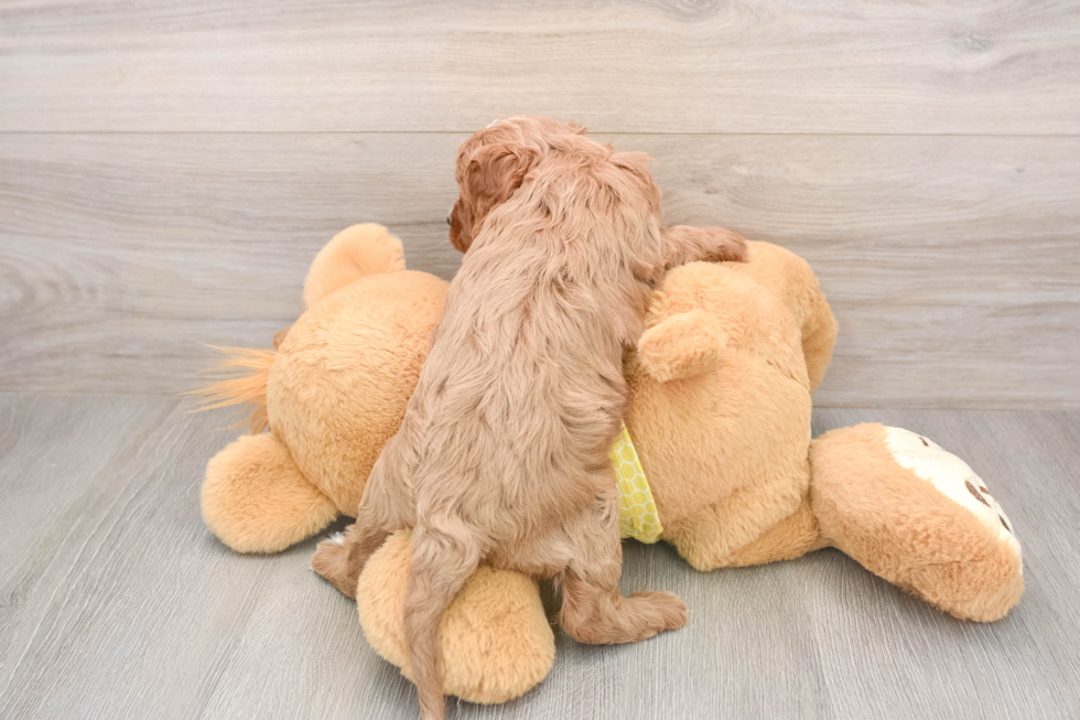 Cavapoo Puppy for Adoption