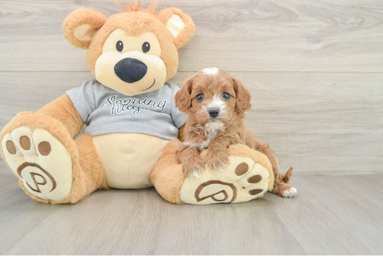 Happy Cavapoo Baby