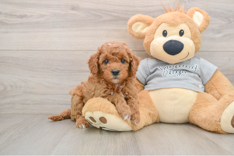 Happy Cavapoo Baby