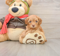 7 week old Cavapoo Puppy For Sale - Seaside Pups