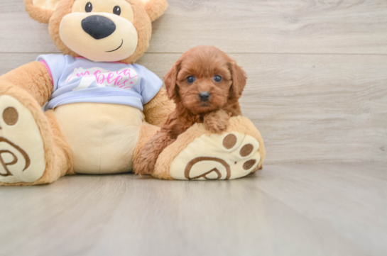 Cavapoo Puppy for Adoption