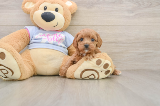 Best Cavapoo Baby