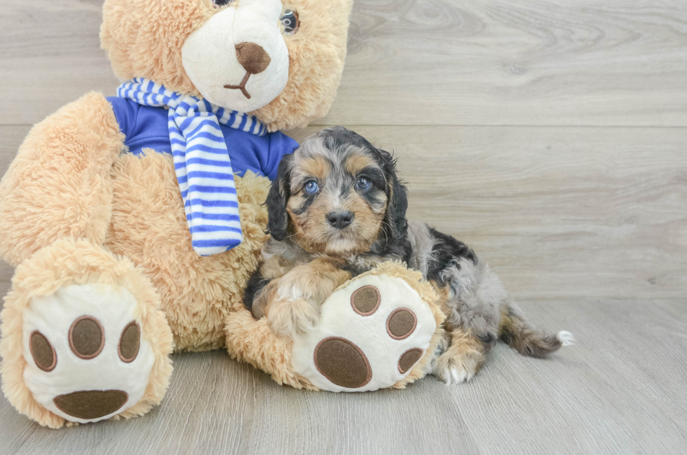 7 week old Cavapoo Puppy For Sale - Seaside Pups