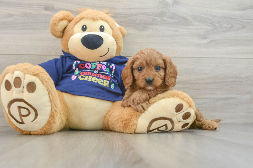 Petite Cavapoo Poodle Mix Pup