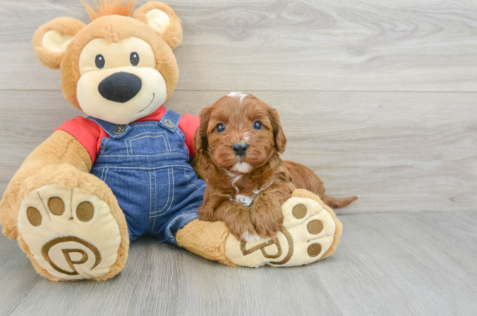 7 week old Cavapoo Puppy For Sale - Seaside Pups